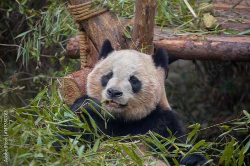 Fototapeta Naklejka Na Ścianę i Meble -  Giant panda eating bamboo