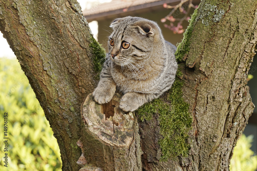 Gray cat sitting on a tree. Gray tabby cat Scottish Fold Gray cat sitting on a tree. Gray tabby cat Scottish Fold