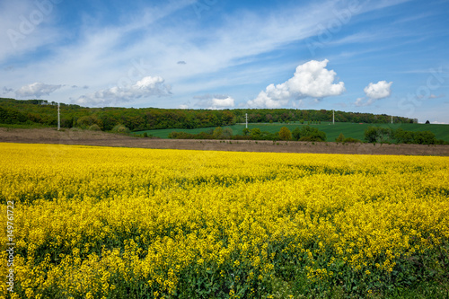Yellow field rapeseed