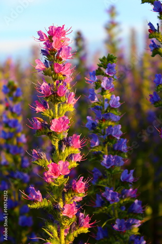 Bright pink bruise ordinary stem with flowers at sunset in a field