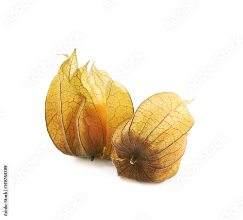 Two physalis fruits with husk