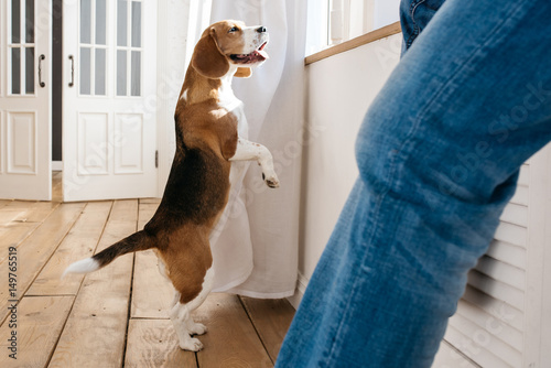 Beagle dog stands on its hind legs and looks out the window. In the foreground sits the owner of a dog. 