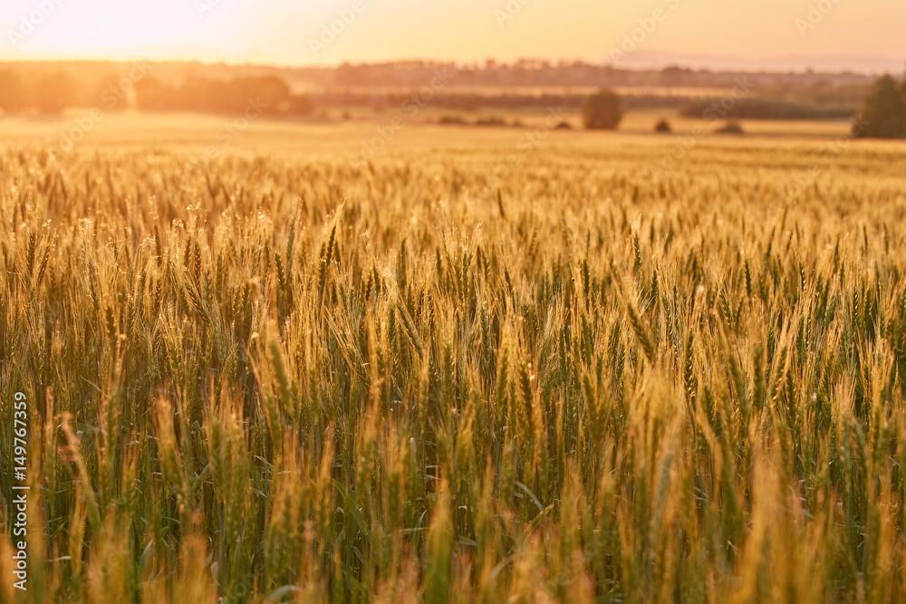 Wheat field detail