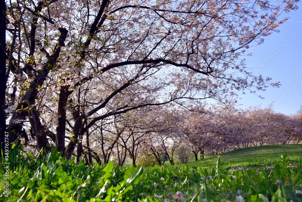 Kirschblüte im Frühjahr, Sindelfingen-Darmsheim Kirschblüte im Frühjahr, Sindelfingen-Darmsheim