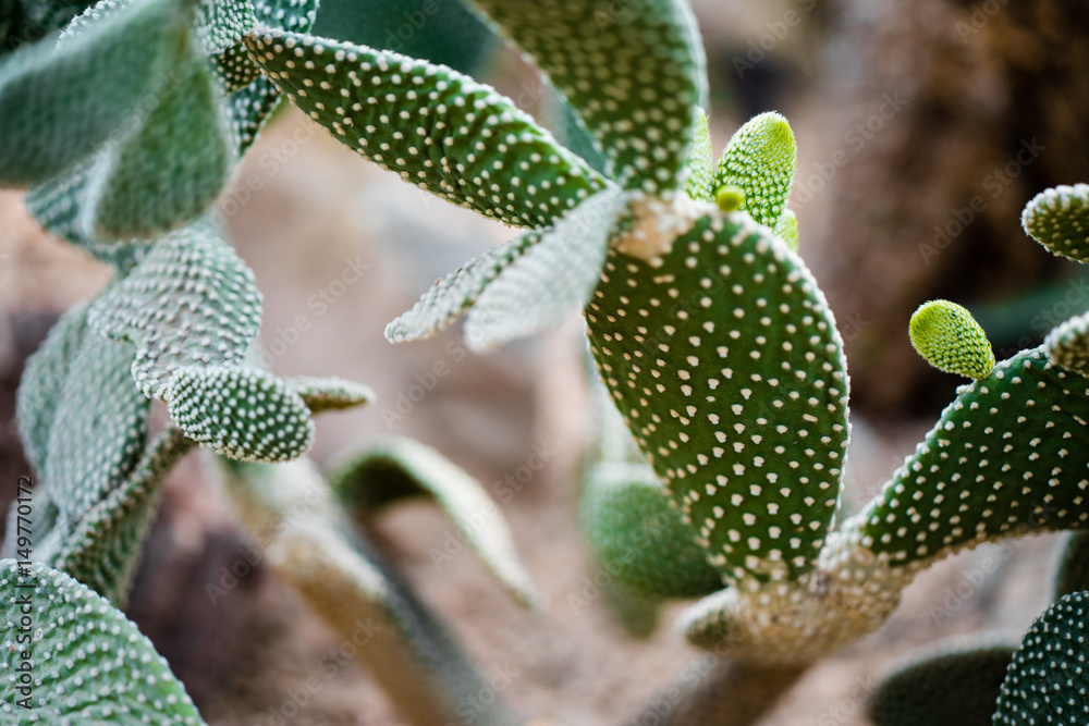 Cactus Cactus