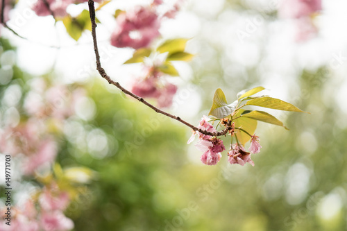 Cherry Blossom