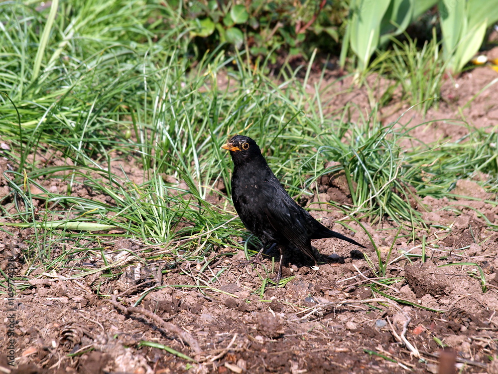 Male blackbirds,