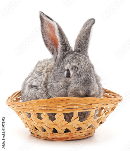 Bunny in the basket .