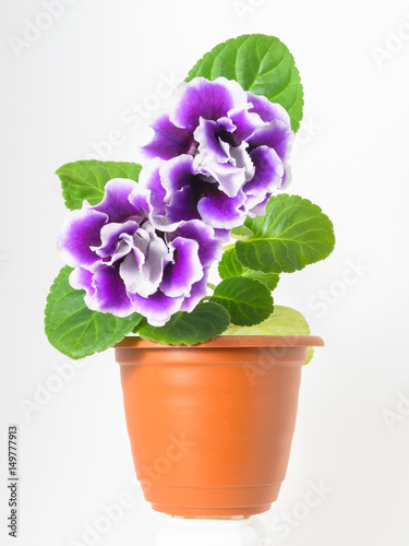 Isolated purple flower gloxinia in a brown pot.