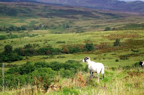Schaf in den schottischen Highlands