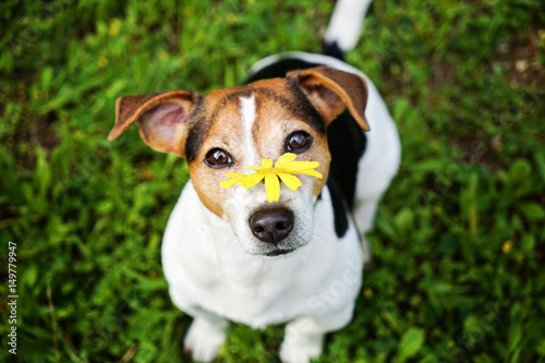 Fototapeta Naklejka Na Ścianę i Meble -  Jack russell terrier dog on the green background with yellow flower looking at camera. No hay and allergy health care, selective focus