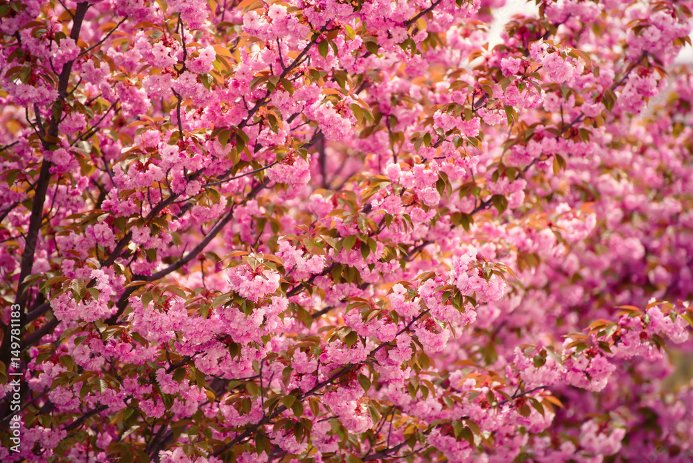 Fresh pink flowers of sakura growing in the garden, natural spring outdoor background