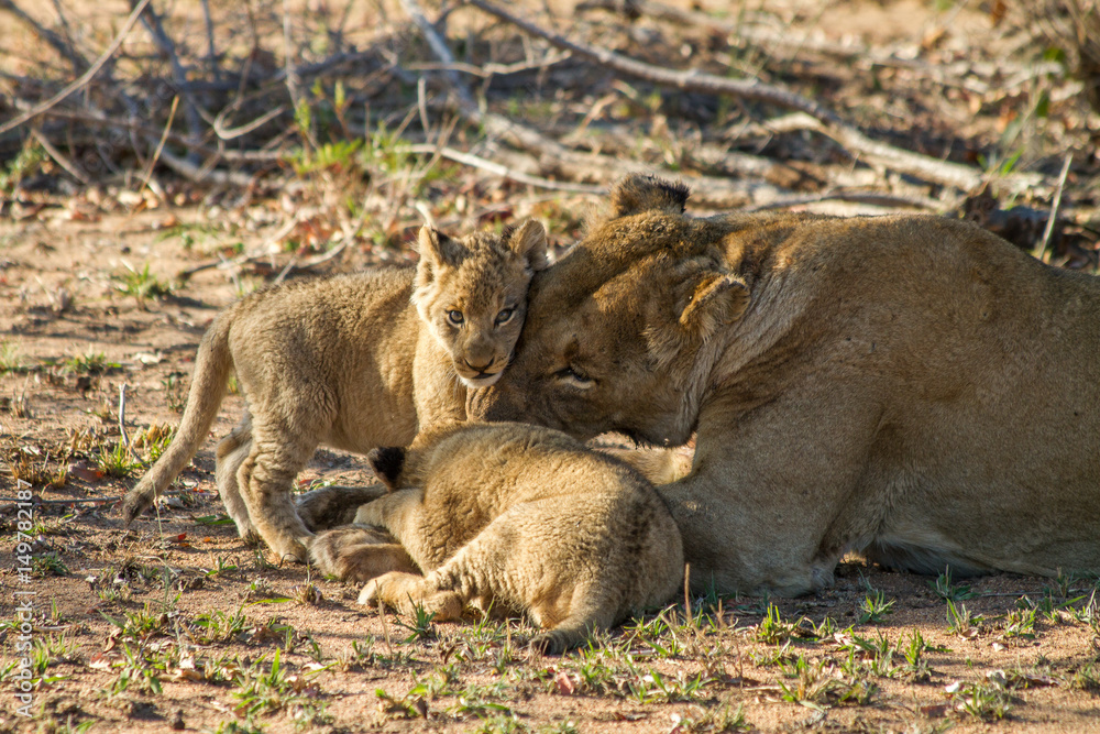 Lion Family in South Africa