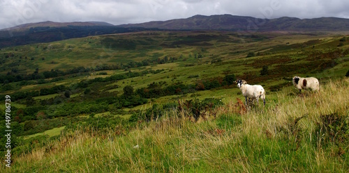 Schafe in den schottischen Highlands