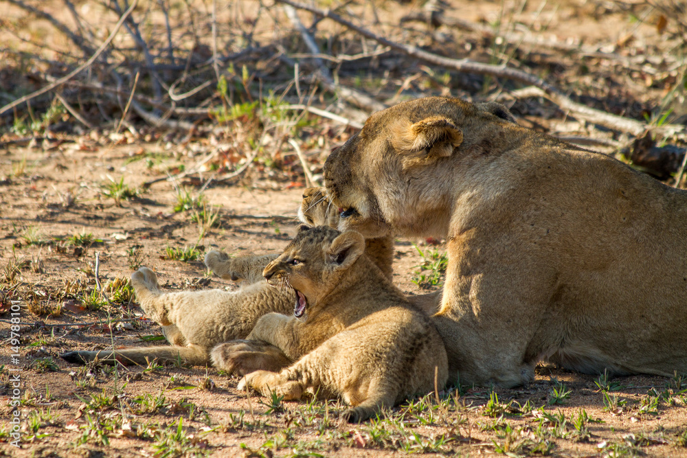 Fototapeta premium Stay Away from my Mother