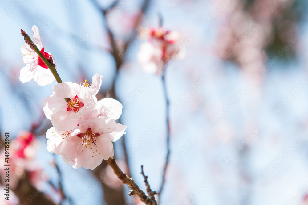 Sakura flower on tree in Cherry blossom.Japan Sakura flower on tree in Cherry blossom.Japan