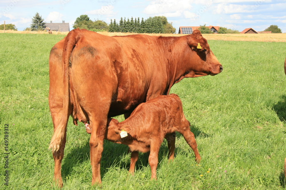 Kalb trinkt an dem Euter der Kuh Kalb trinkt an dem Euter der Kuh