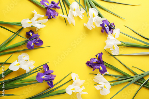 Fototapeta Naklejka Na Ścianę i Meble -  Purple and white iris flowers on yellow background
