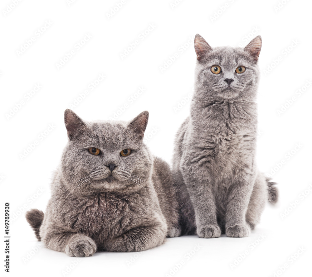 Two gray cats.