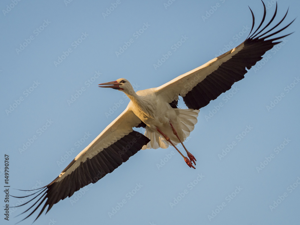 Obraz premium Stork (Ciconia ciconia) flying against blue sky with sunset light