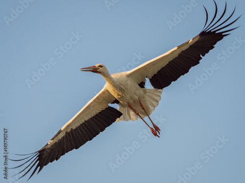 Stork (Ciconia ciconia) flying against blue sky with sunset light