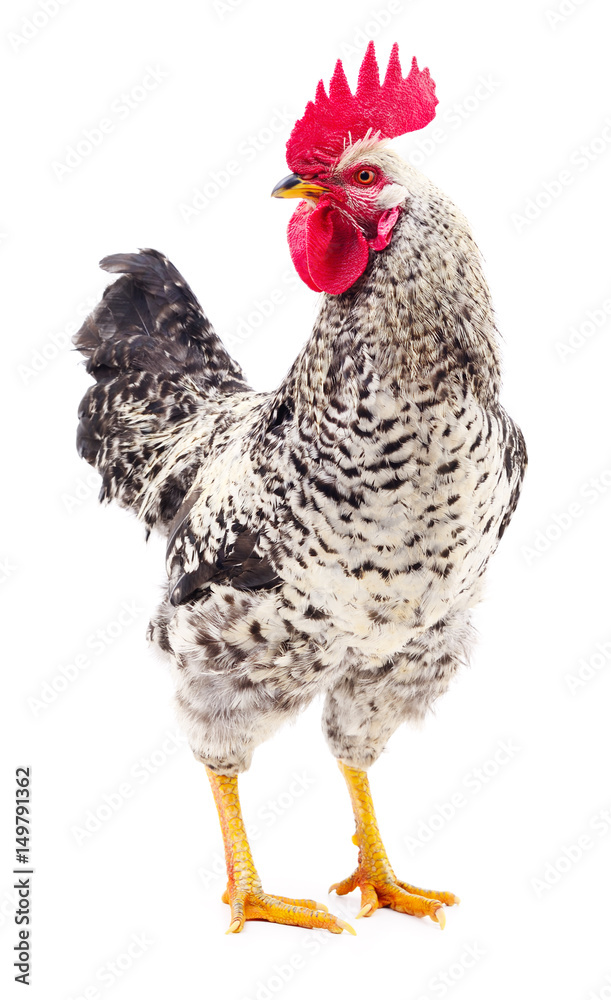 Fototapeta premium Gray young rooster.