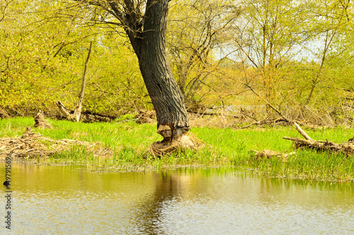 Fototapeta Naklejka Na Ścianę i Meble -  Drzewo nad rzeką podcięte przez bobry.