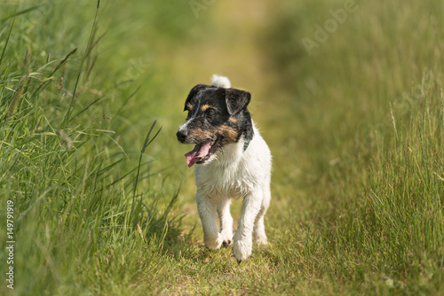 Fototapeta Naklejka Na Ścianę i Meble -  Hund rennt auf einem Weg zwischen Wiesen - Jack russell Terrier