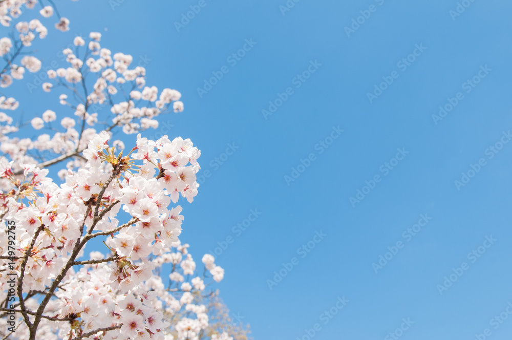 Cherry blossom Sakura in Spring time. Cherry blossom Sakura in Spring time.