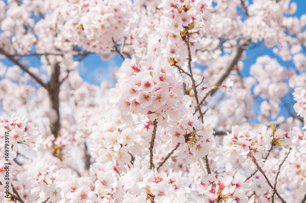 Sakura flower with blue sky.Background Sakura flower with blue sky.Background
