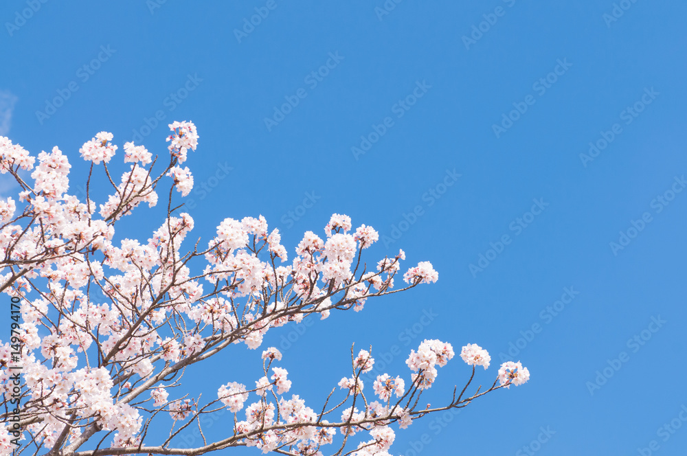 Sakura flower with blue sky.Background Sakura flower with blue sky.Background