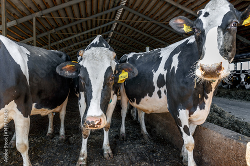Group of dairy cows in livestock