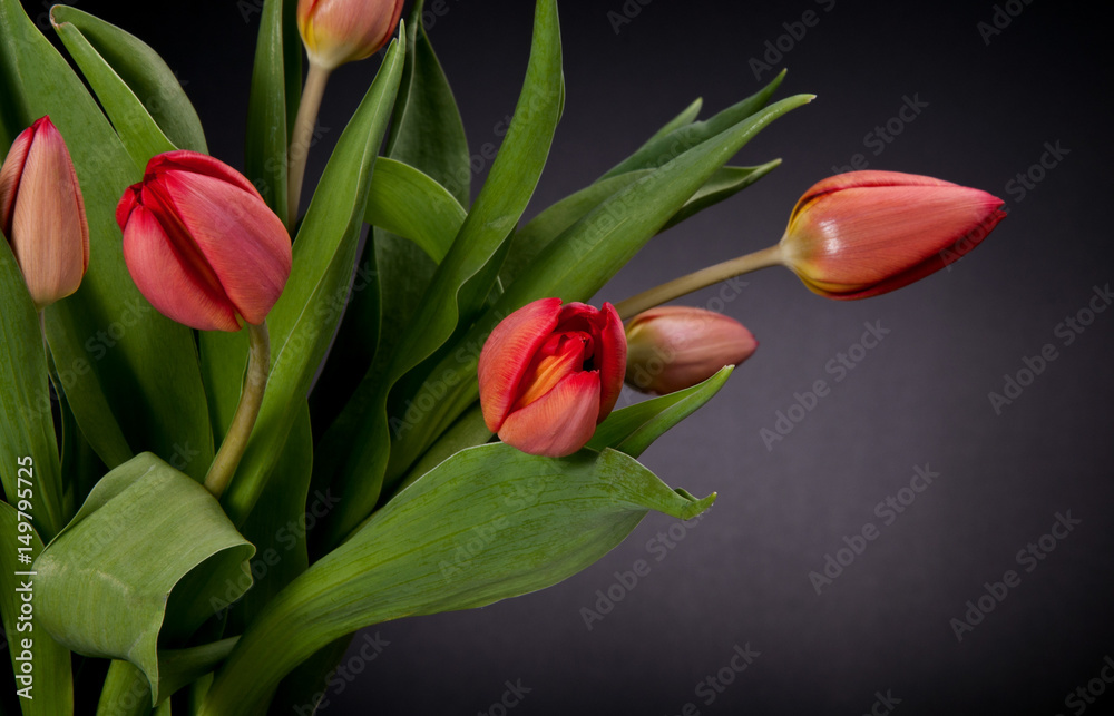 Naklejka premium Tulipany