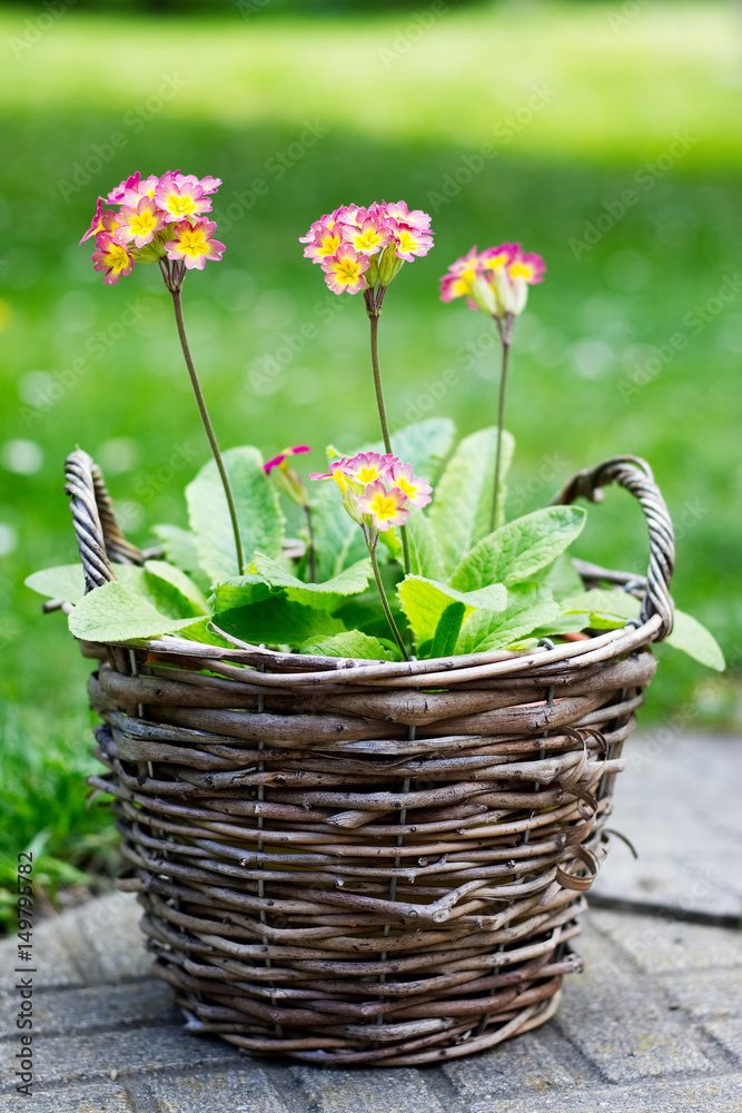 Blooming primrose in a wicker basket. Garden decorations with blooming spring flowers. 
