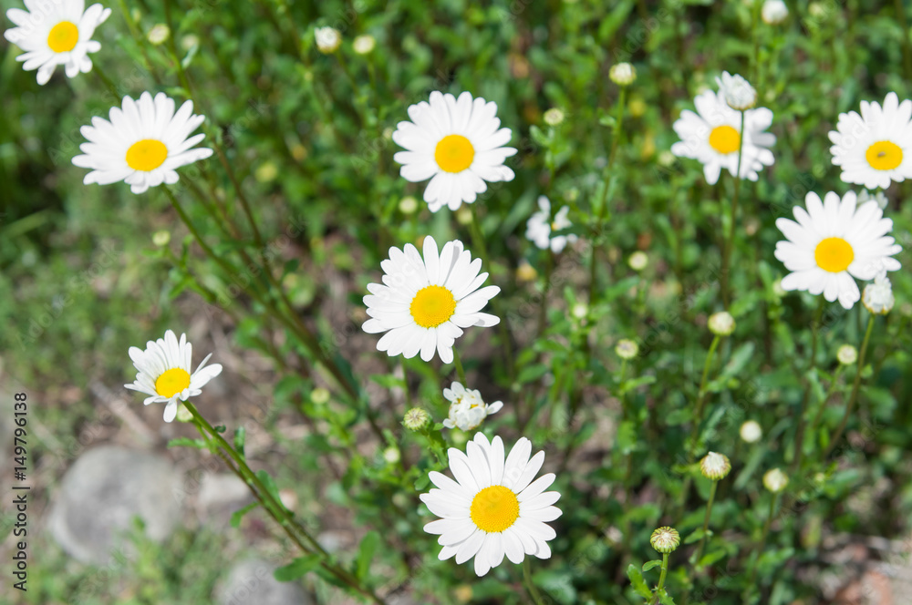 Colorful flower in garden. Colorful flower in garden.