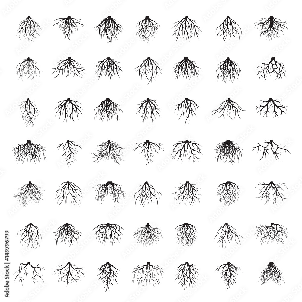 Fototapeta premium Big set of black roots. Vector Illustration.