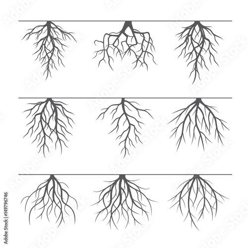 Collection of grey roots. Vector Illustration.