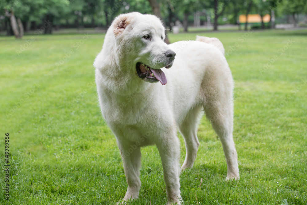 Beautiful Central Asian Shepherd Dog standing in the garden Beautiful Central Asian Shepherd Dog standing in the garden