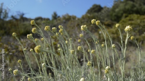 Immortelle (Helichrysum italicum) blossom sway on wind
