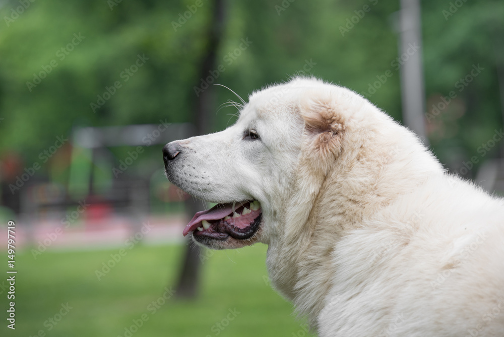 Head shot Central Asian Shepherd Dog.Alabai dog Head shot Central Asian Shepherd Dog.Alabai dog