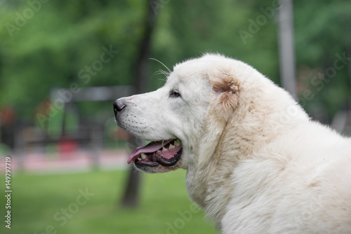 Head shot Central Asian Shepherd Dog.Alabai dog