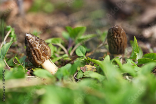wiosenne grzyby © agarianna