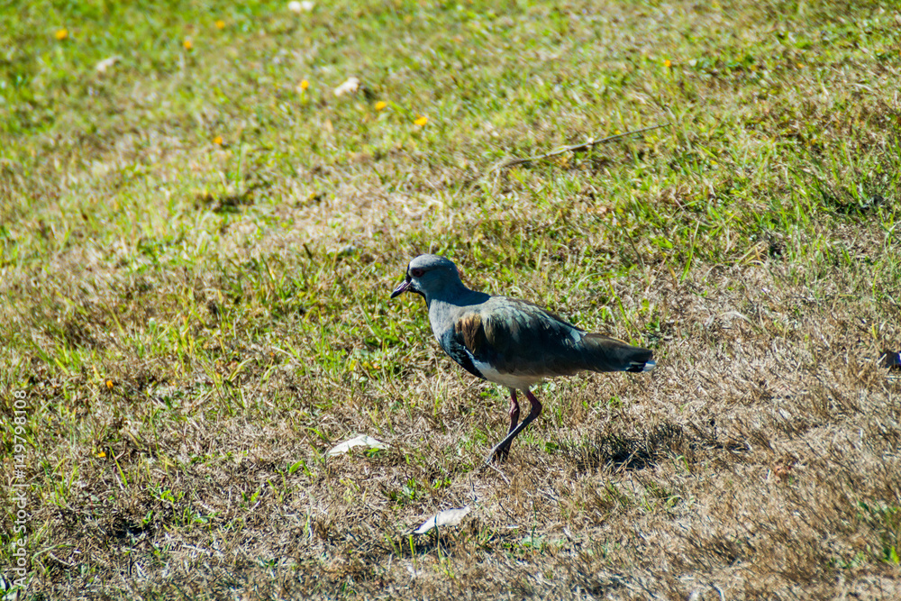 Obraz premium Lapwing on Chiloe island, Chile