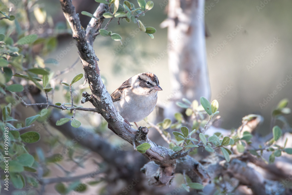 Fototapeta premium Sparrow in a tree