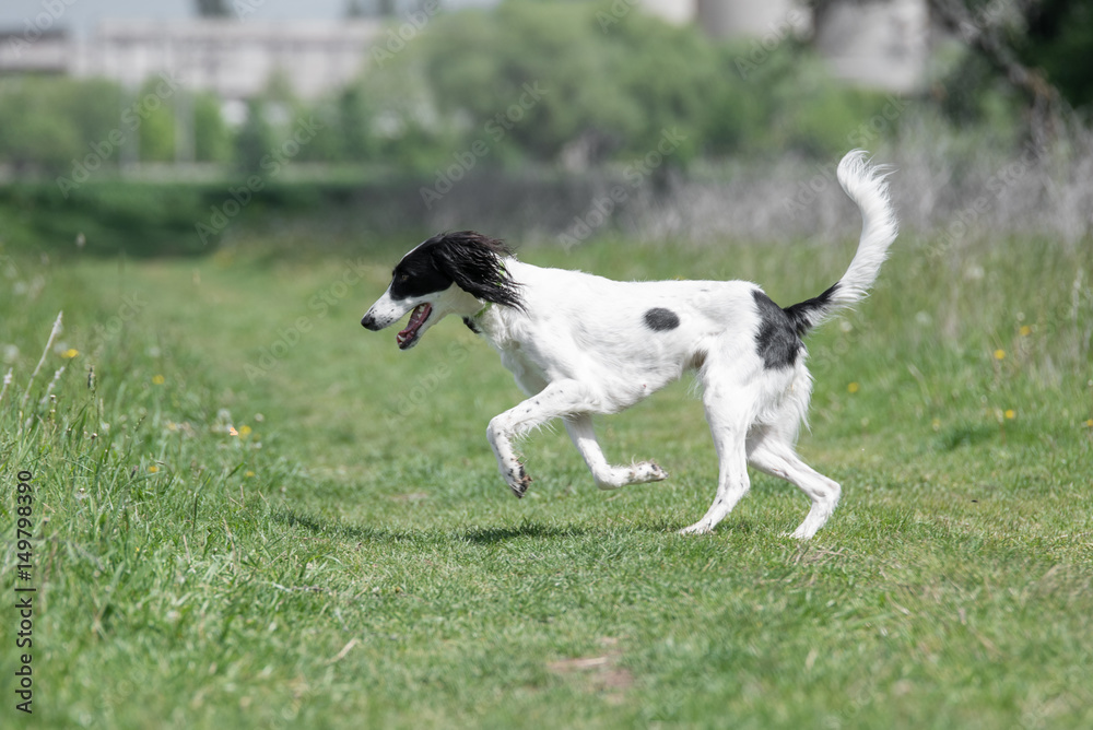 Kyrgyzian Sight hound Taigan running on the grass Kyrgyzian Sight hound Taigan running on the grass