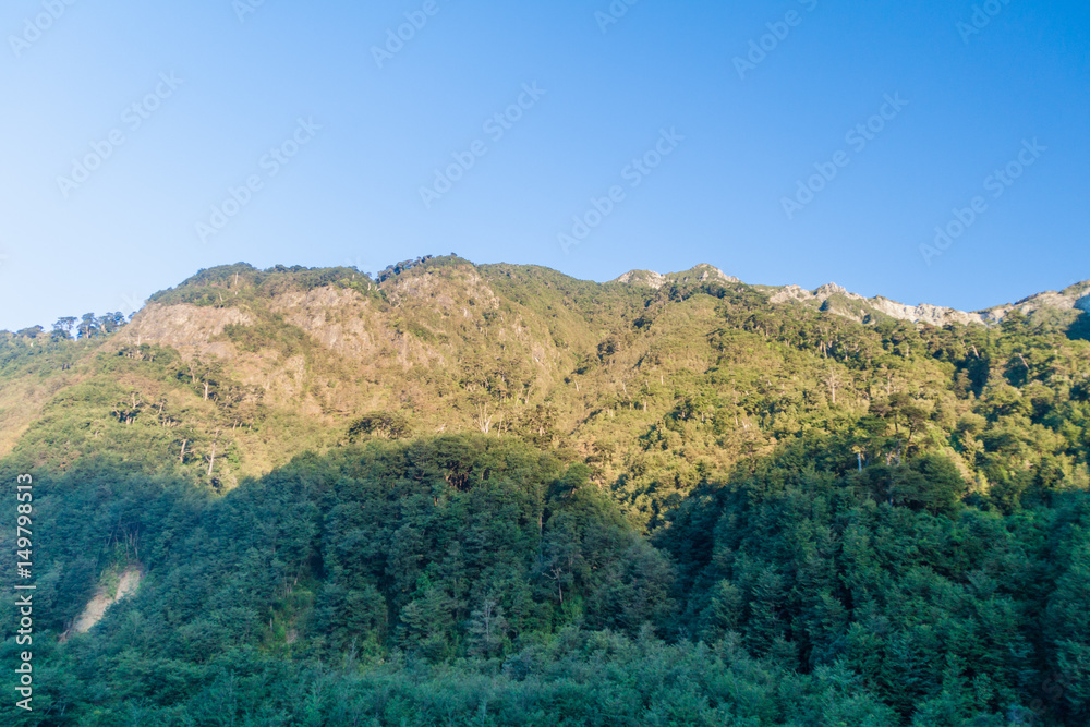 Forest on mountains near Ensenada village, Chile