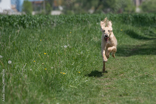 Kyrgyzian Sight hound Taigan running on the grass.