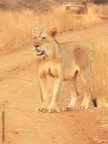 Lioness in Meru national park