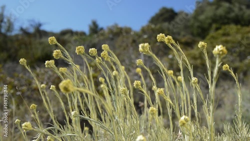 Immortelle (Helichrysum italicum) blossom sway on wind