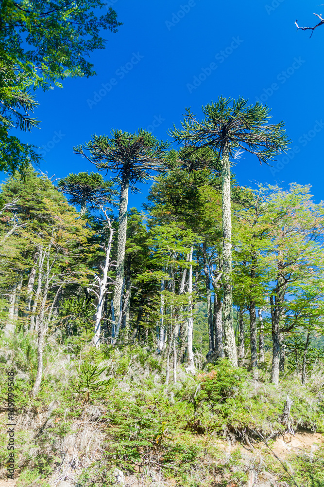 Fototapeta premium Araucaria forest in National Park Herquehue, Chile. The tree is called Araucaria araucana (commonly: monkey puzzle tree, monkey tail tree, Chilean pine)